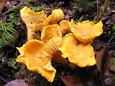 chanterelle mushrooms