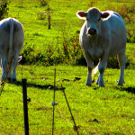 cows on pasture