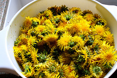 dandelion - an edible wild plant