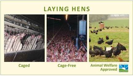 caged, cage-free, and pastured laying hens