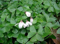 oxalis - an edible wild plant