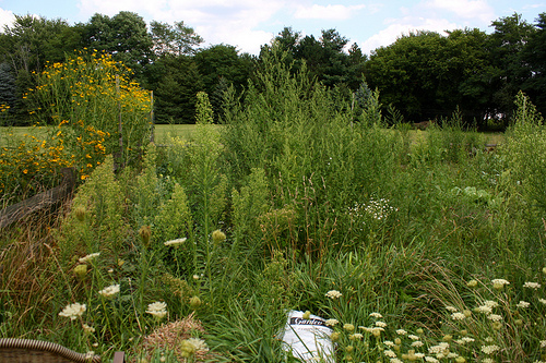 a garden overgrown with edible weeds