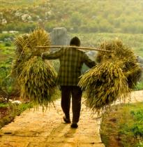 a man carrying bales