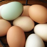 Fresh, organic, pastured eggs